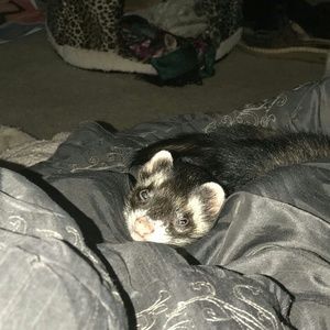 Meet your Posher, Piper216